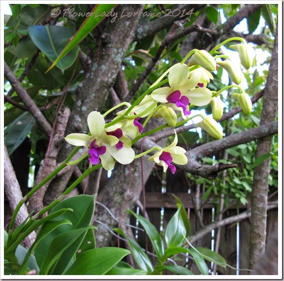 09-29-noid-orchids-doug