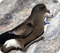 petrello della Nuova Zelanda Oceanites_maorianus1 petrello della Nuova Zelanda Oceanites_maorianus1