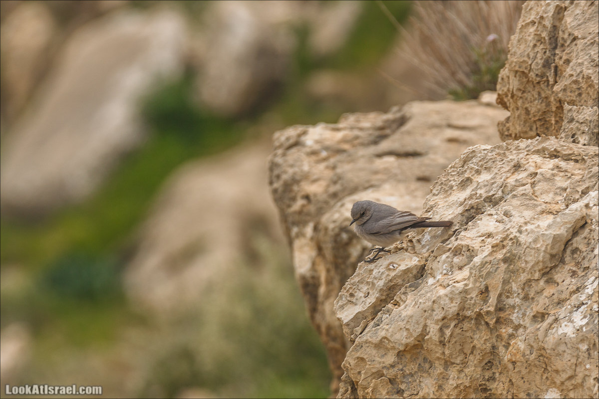 LookAtIsrael.com - Ущелья Харитона и Суккийская лавра в ущелье Ткоа | Wadi Tekoa and Hariton Cave | נחל תקוע מערת חריטון