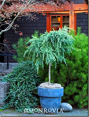 2328-feelin-blue-deodar-cedar-patio-tree