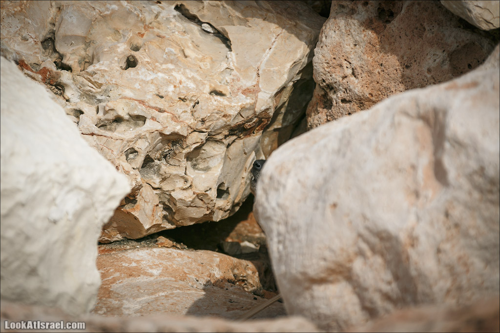 Даманы - израильские родственники слонов | LookAtIsrael.com - Фото путешествия по Израилю