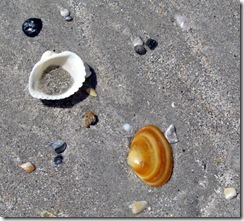 Shells on Bear Island NC