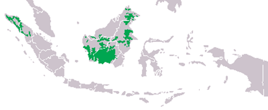 orango habitat