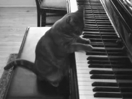 gato tocando piano