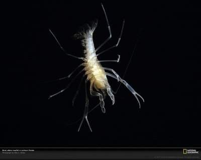 [albino-crayfish-florida-521068-xl%255B3%255D.jpg]