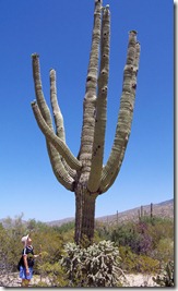 Saguaro big one...