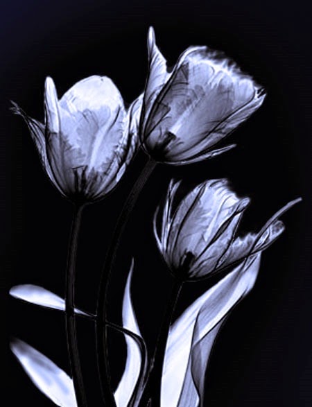 [black-_tulip15842.jpg]