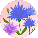 Image Google de Marie URGU