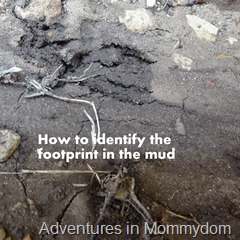 how to identify the footprint in the mud