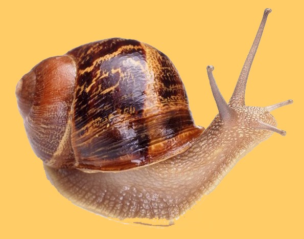 [snail%255B4%255D.jpg]