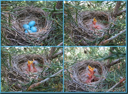 0512baby robin collage