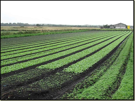 Salford crops - September 2011