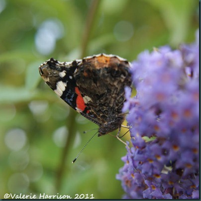 red-admiral (2)