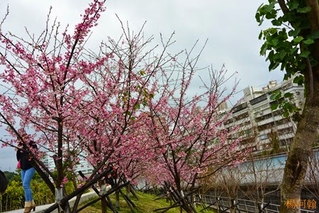 0202 046 -  內溝溪賞櫻步道