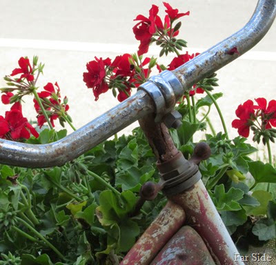 Bike with geraniums