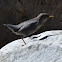 American Dipper