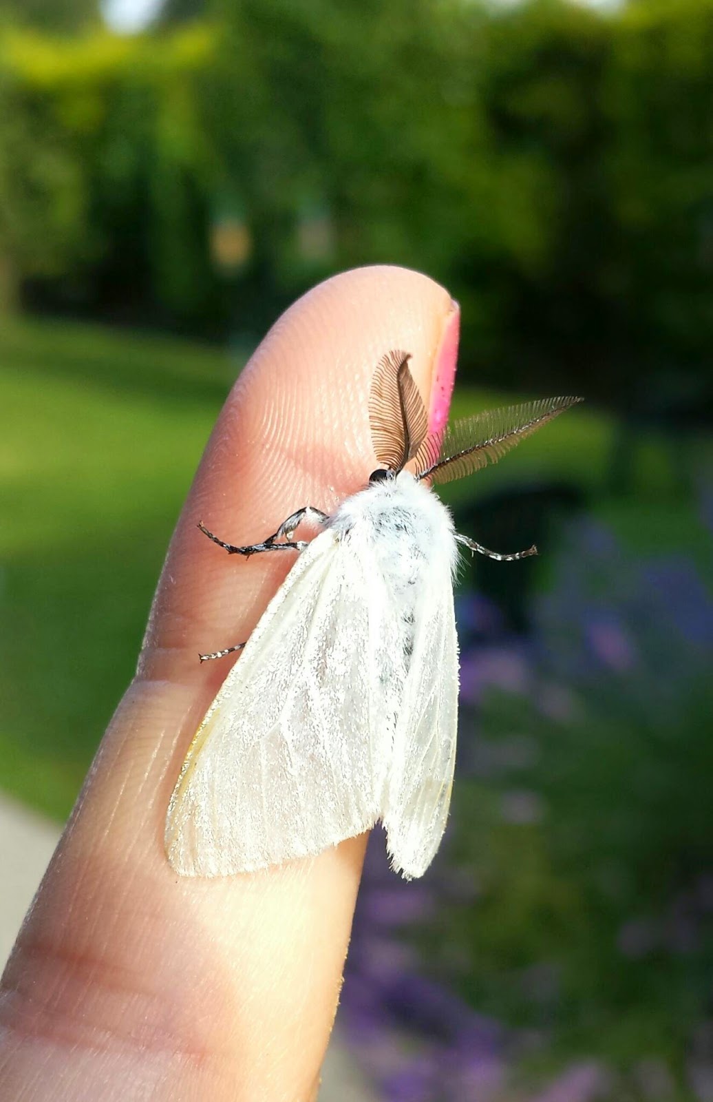 The Northern Moth Trap White Satin Moth, salicis.