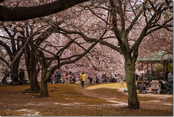 Kirsebærtræerne blomstrer i parkerne i Tokyo