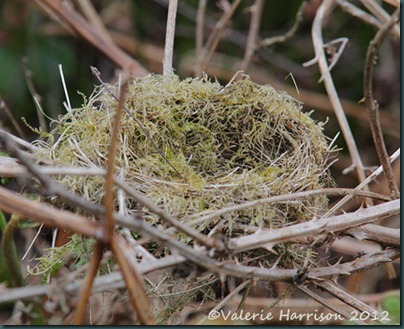 53-nest-in-brambles