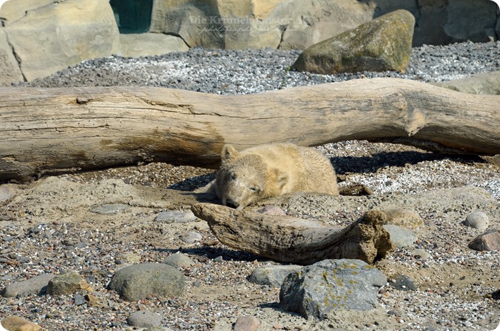 Wremen 29.07.14 Zoo am Meer Bremerhaven 04 Lale