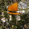 Scarce Copper