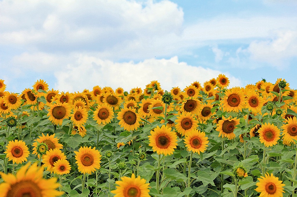 [sunflower3%255B5%255D.jpg]