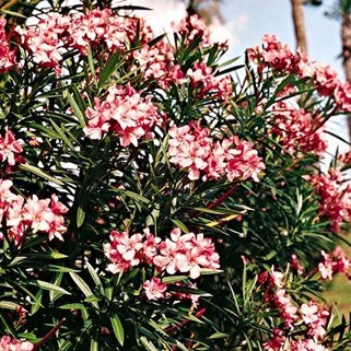 oleander1