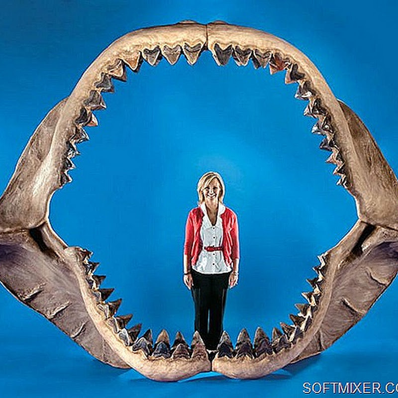 Мегалодон: Доисторическая акула жива?