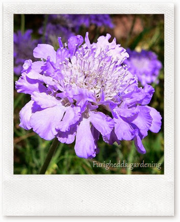 749px-Scabiosa_columbaria_Butterfly_Blue_2