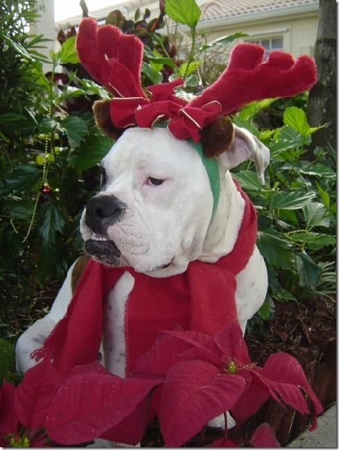 perro gorritos navidad (9)