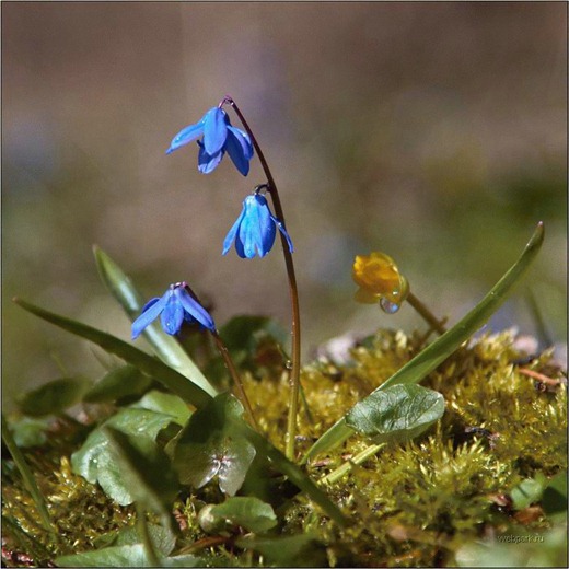 [vesna_8%255B3%255D.jpg]