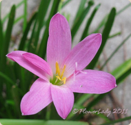 11-09-rain-lily