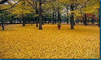 ginko leaves drop one day