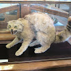 phoca_thumb_l_IMG_4461.JPG