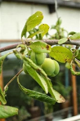 20090710 (1) (Small)