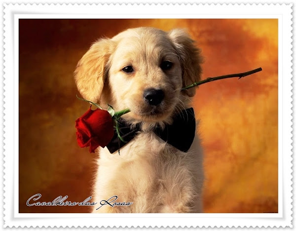 cachorro-5661.jpg