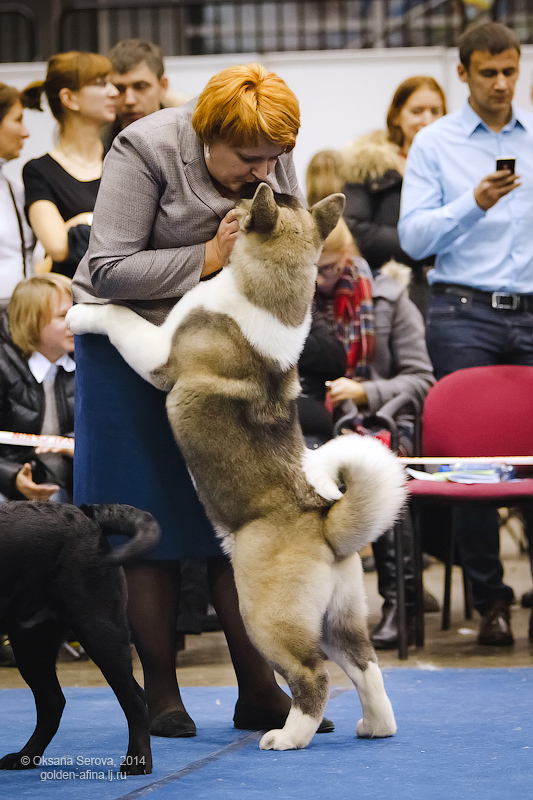 Выставка собак новая классика. На выставке собак. Выставка щенков. Призовые места на выставке собак. Выставка собак 11.