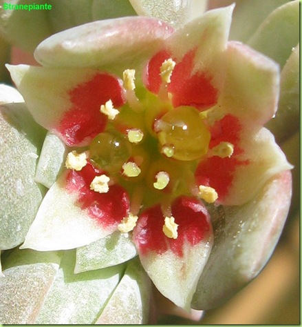 Pachyphytum oviferum fiore