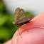 Leafhopper (female)