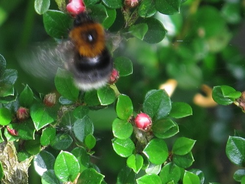 [tree%2520bumblebee%2520bg%255B3%255D.jpg]