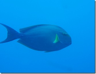 Sleek Unicorn Fish sighting aboard the Atlantis Submarine Waikiki
