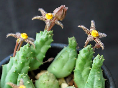 √100以上 ガガイモ 花が咲かない 333723