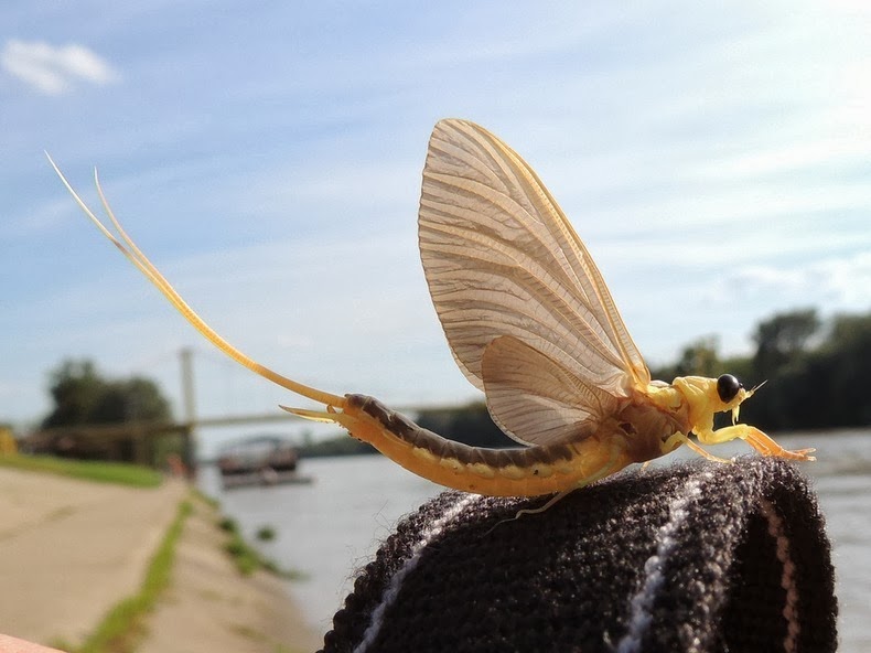 tisza-blooming-8 tisza-blooming-8