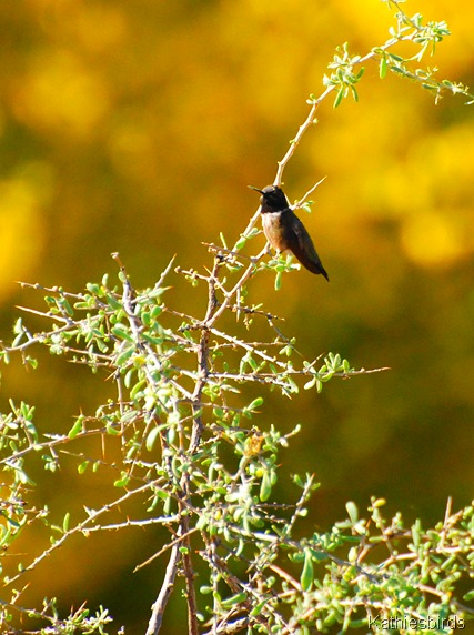 5. BC hummingbird-kab