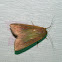 The Armyworm Moth