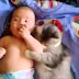 Best Of Funny Cats And Dogs Protecting Babies Compilation 2014 [NEW]