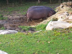 2013.10.26-014 hippopotames