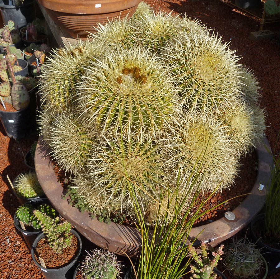 [120208_CactusJungle_Echinocactus-grusonii%255B3%255D.jpg]