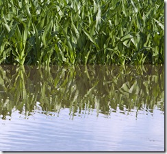 Flooded corn field west of Ashland, Nebraska.  Photo by Craig Chandler / University Communications