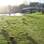 ducks in Zaandam, Netherlands 